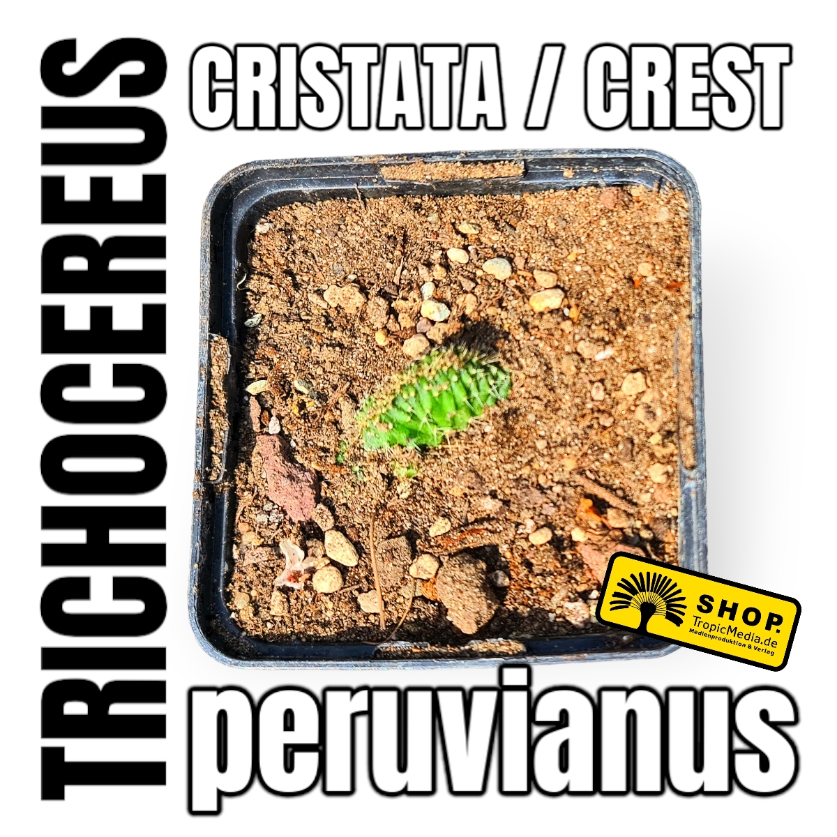 Trichocereus peruvianus Cristata Crest