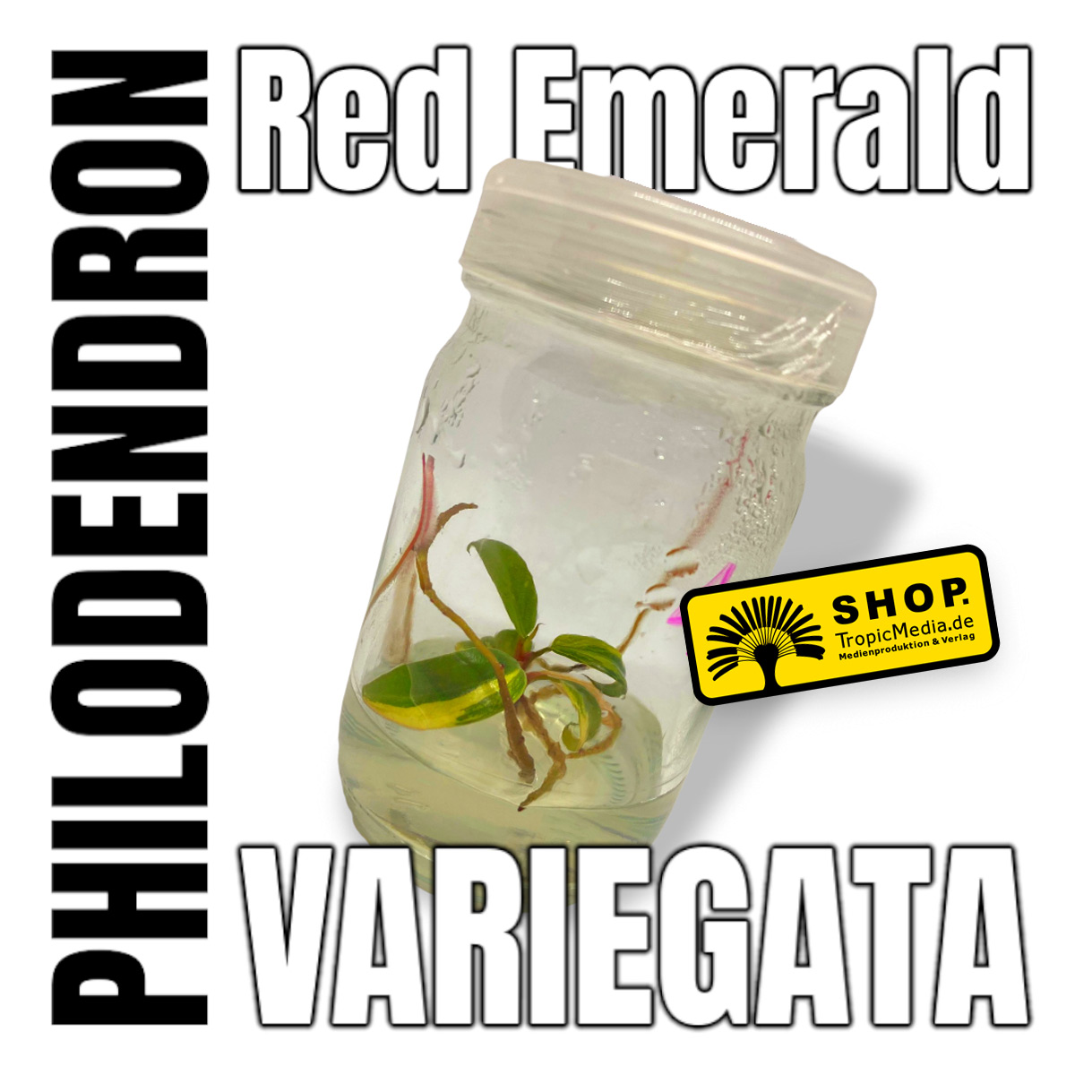 Philodendron Red Emerald 100% Variegata alias Strawberry Shake Tissue Culture (TC)