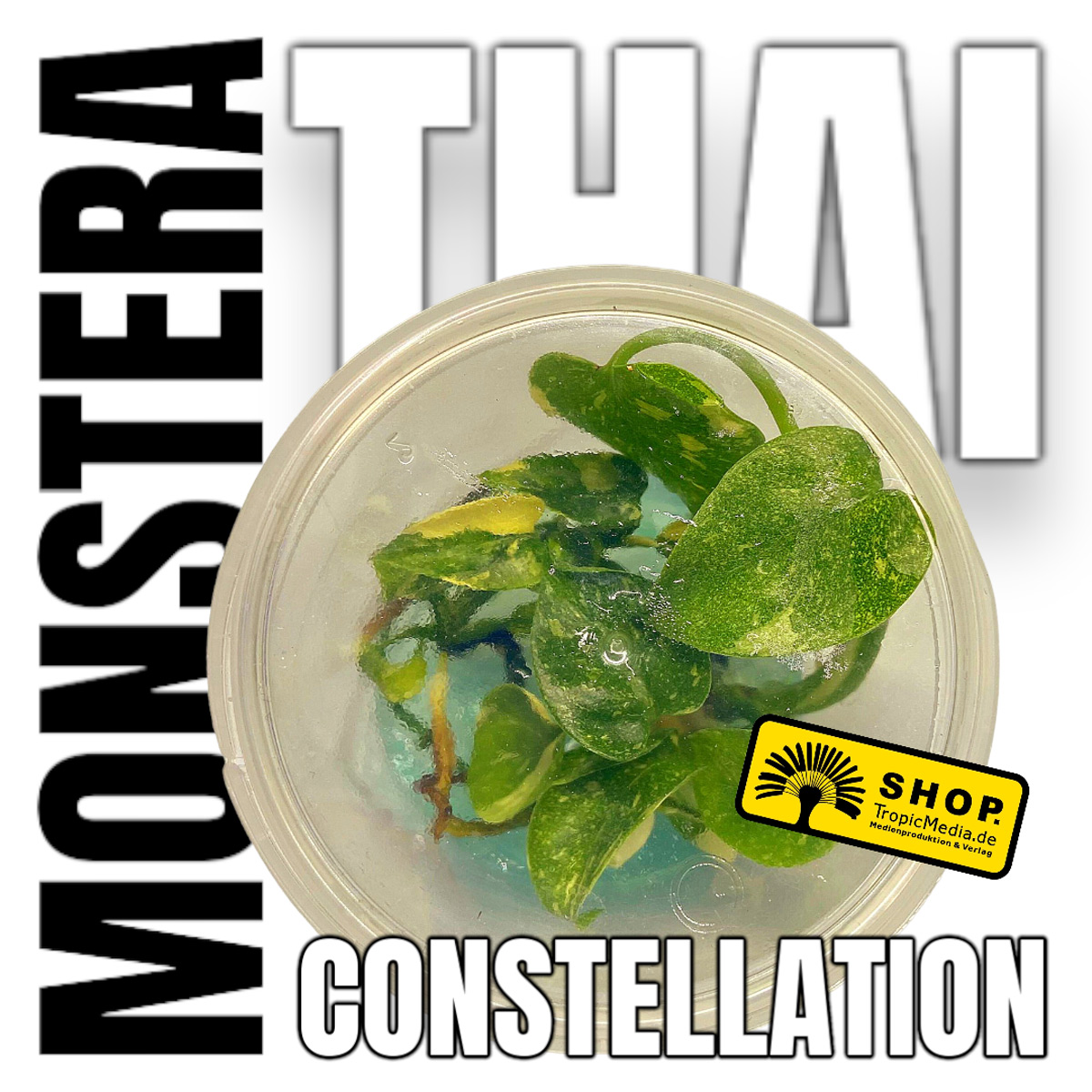 Monstera Thai Constellation 5 Pflanzen Tissue Culture (TC)