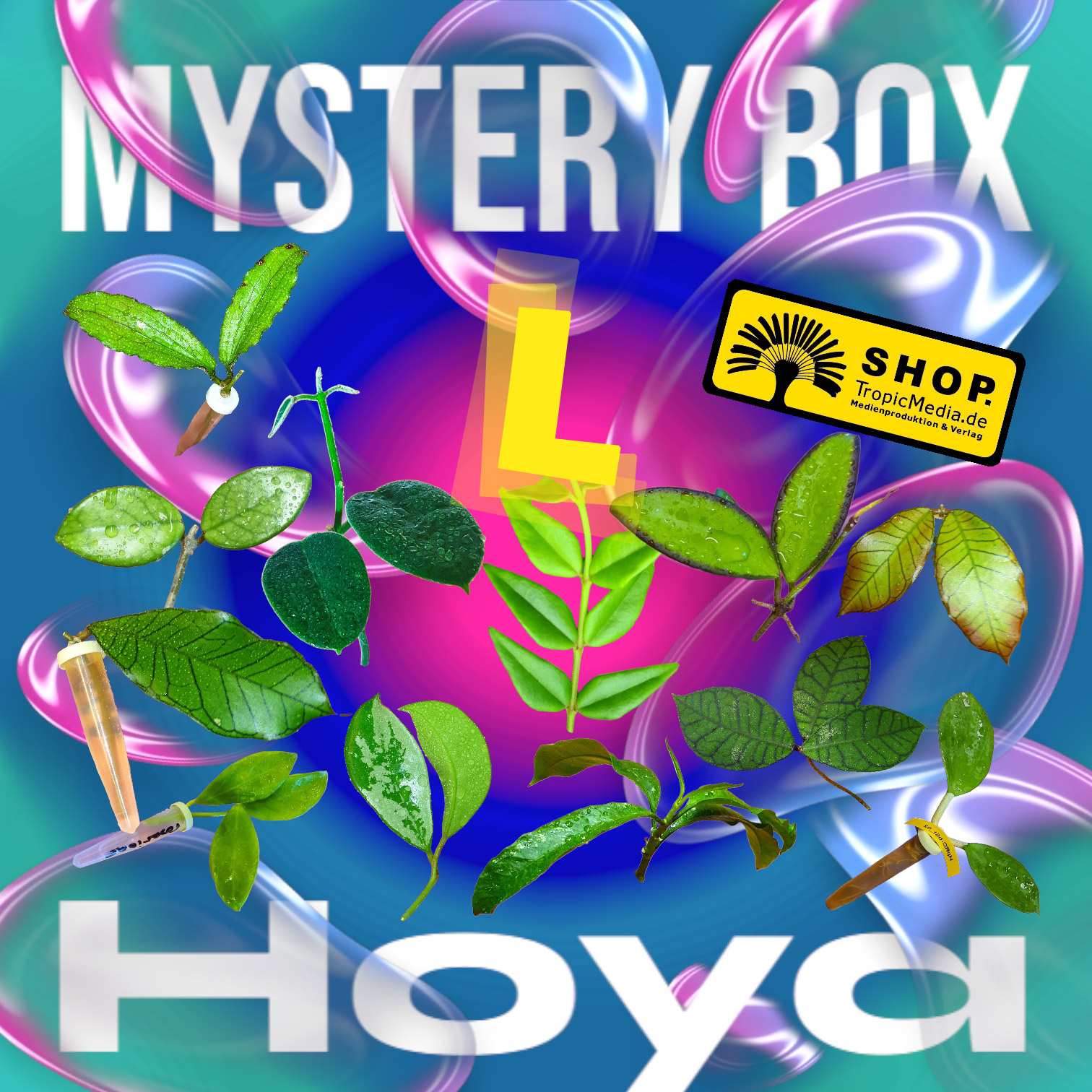 Hoya Mystery Box