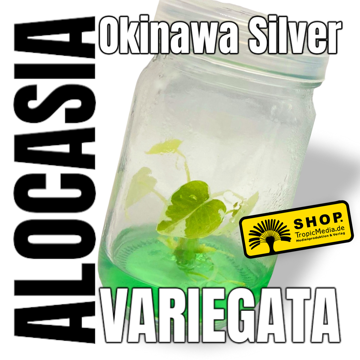 Alocasia Okinawa Silver Variegata Tissue Culture (TC)