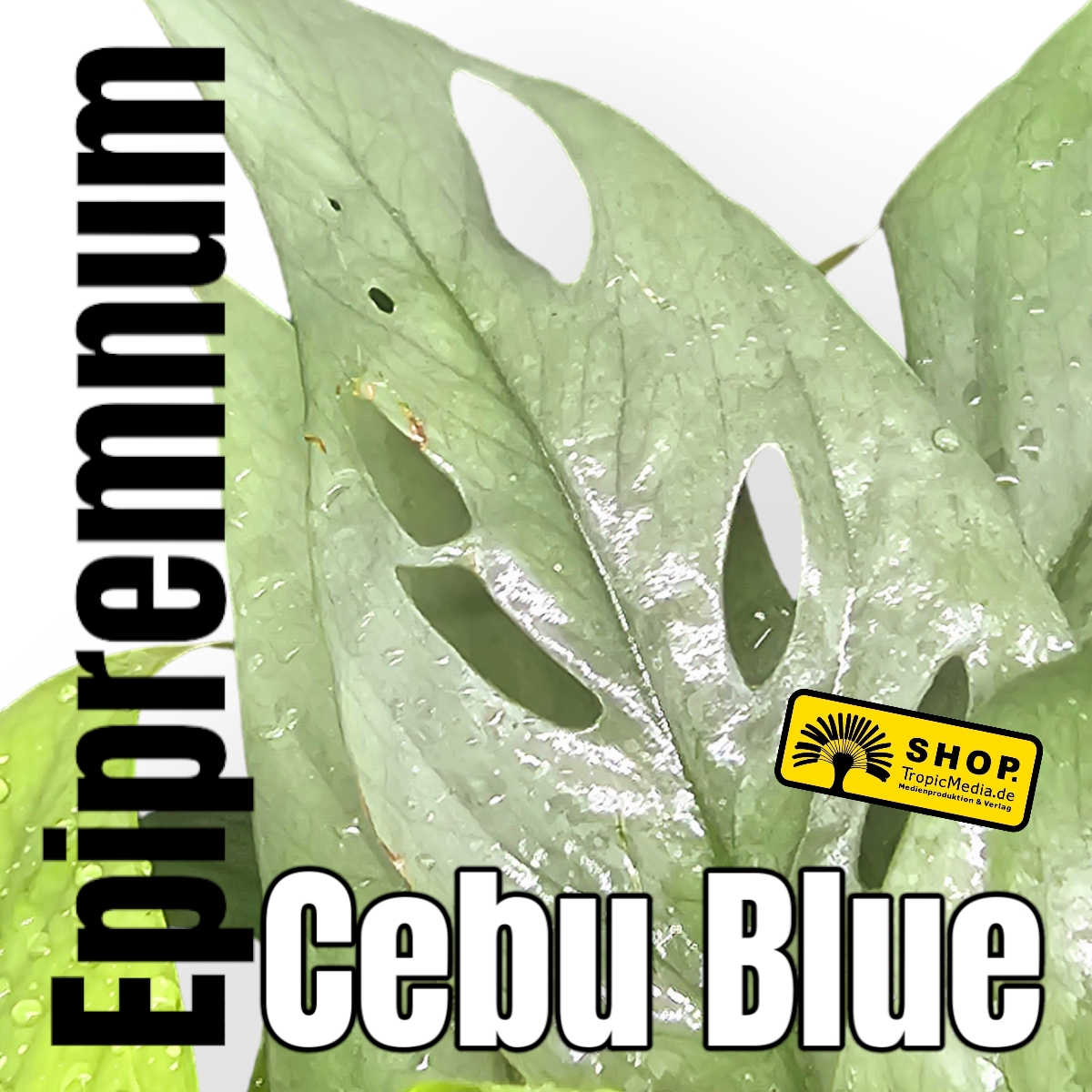 Epipremnum Cebu Blue