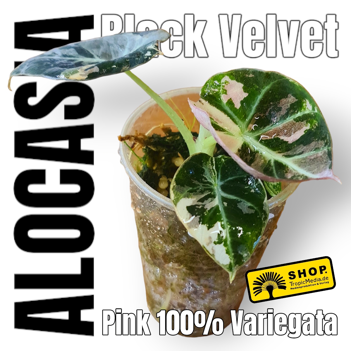  Alocasia Black Velvet Pink 100% Variegata