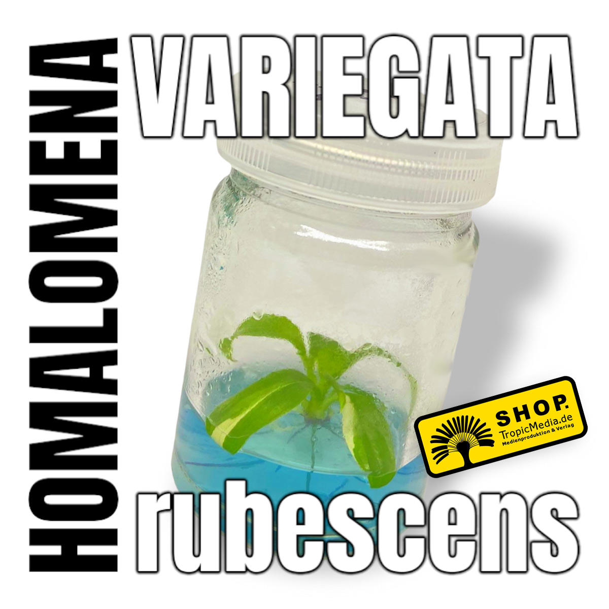 Homalomena rubescens Variegata Tissue Culture (TC)