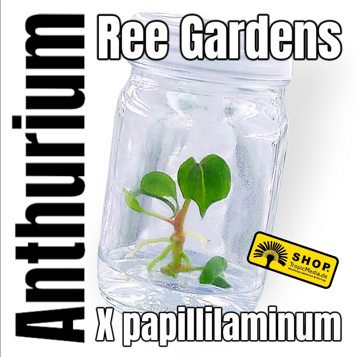 Anthurium x papillilaminum Ree Gardens Tissue Culture (TC)