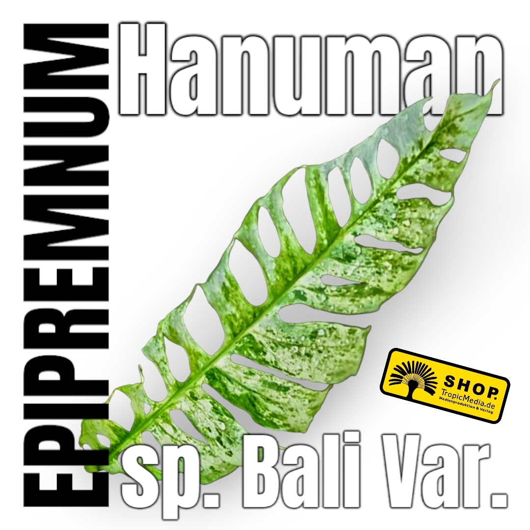 Epipremnum Hanoman sp. Bali 100% Variegata