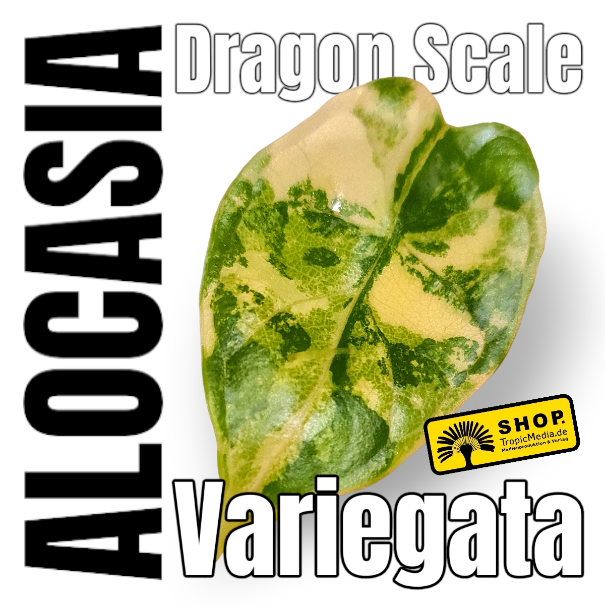 Alocasia Dragon Scale 100% Variegata