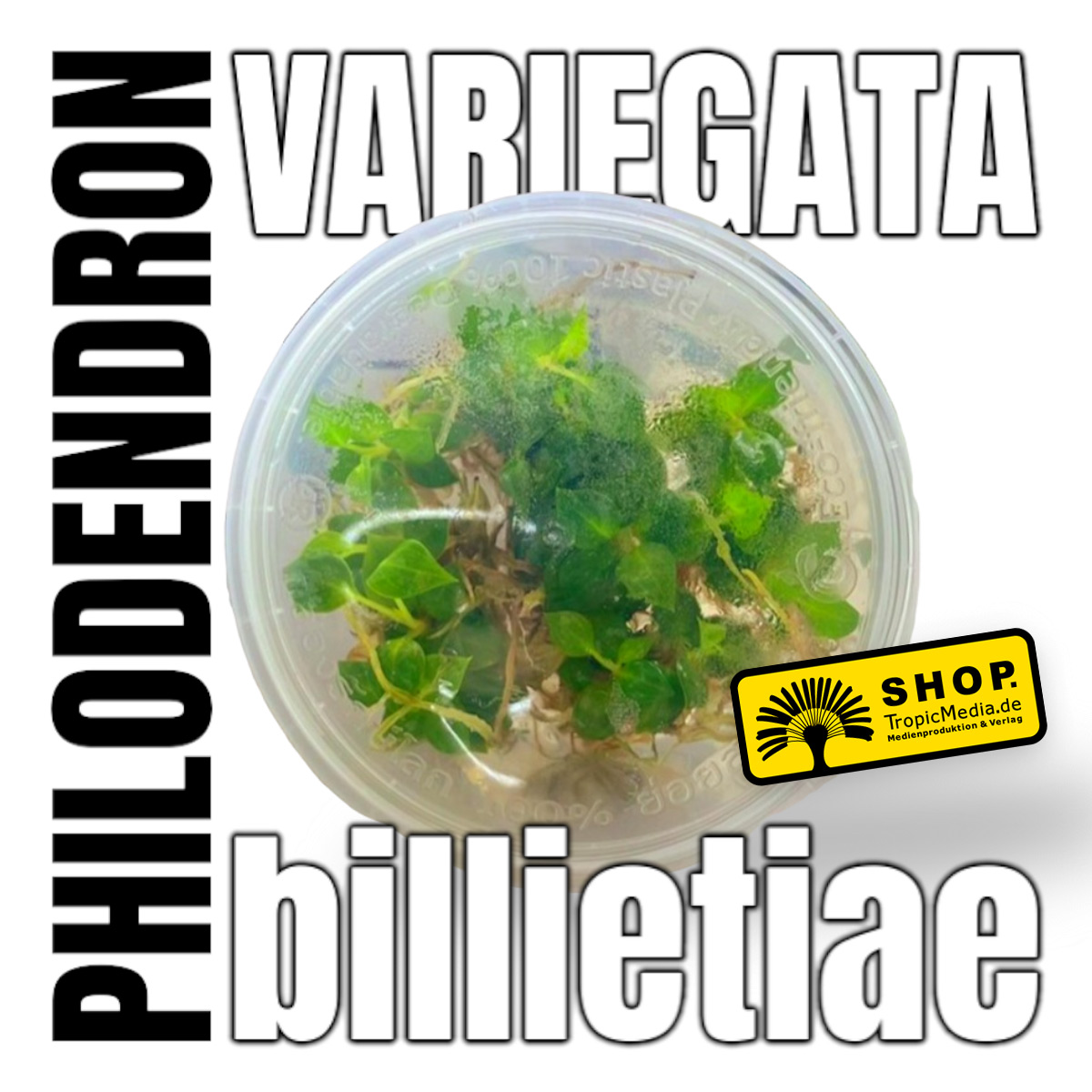 Philodendron billietiae Variegata Tissue Culture (TC)