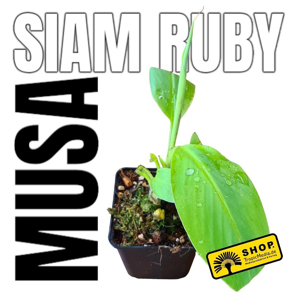 Musa Siam Ruby Pflanze