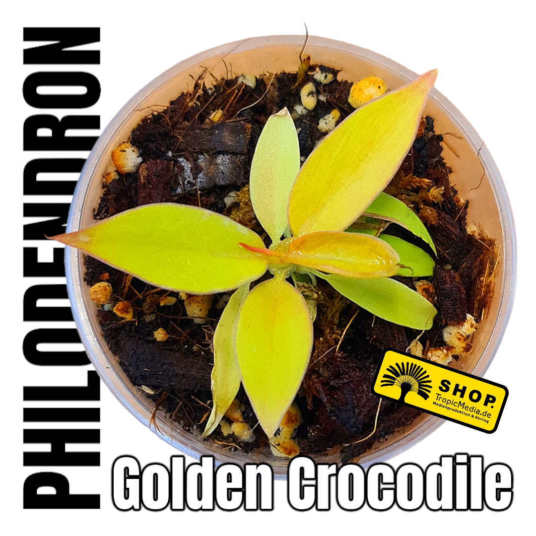 Philodendron Golden Crocodile