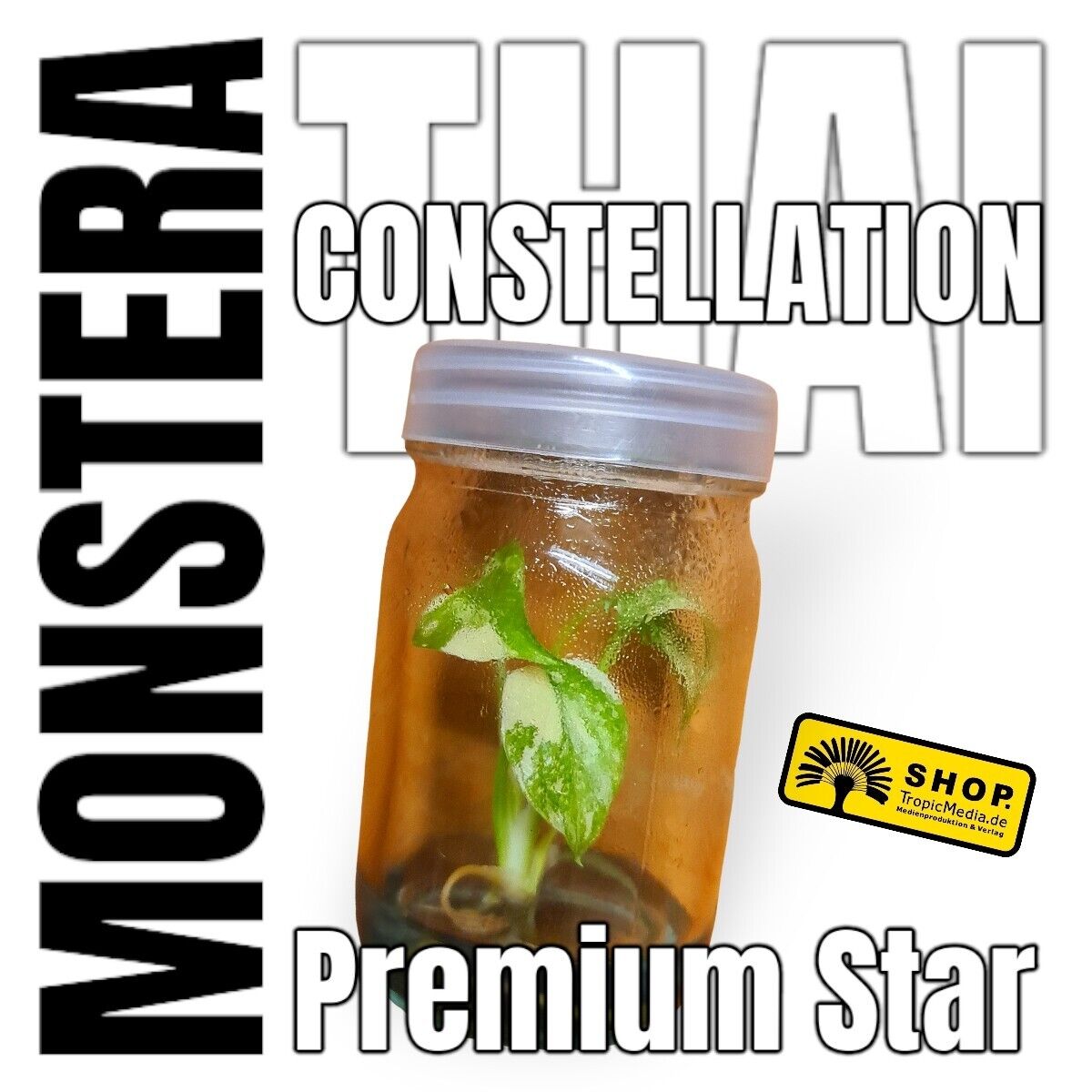Monstera Thai Constellation Premium Star Tissue Culture (TC)