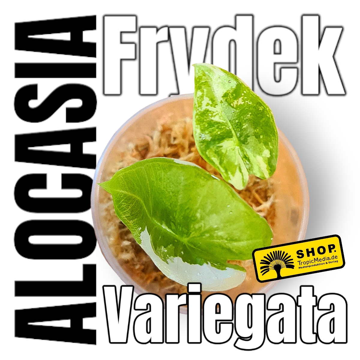  Alocasia Frydek 100% Variegata