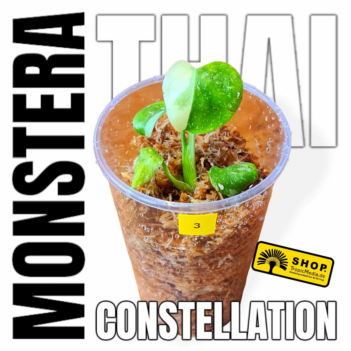 Monstera Thai Constellation 100% Variegata
