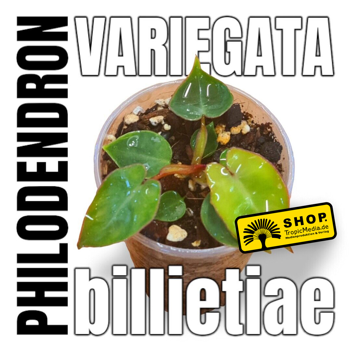 Philodendron billietiae Var.