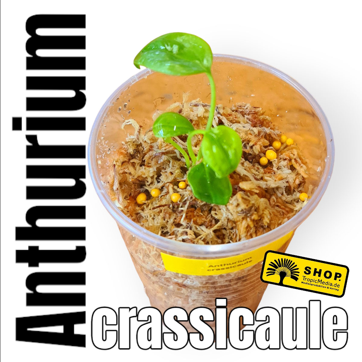 Anthurium "crassicaule" Exklusiv