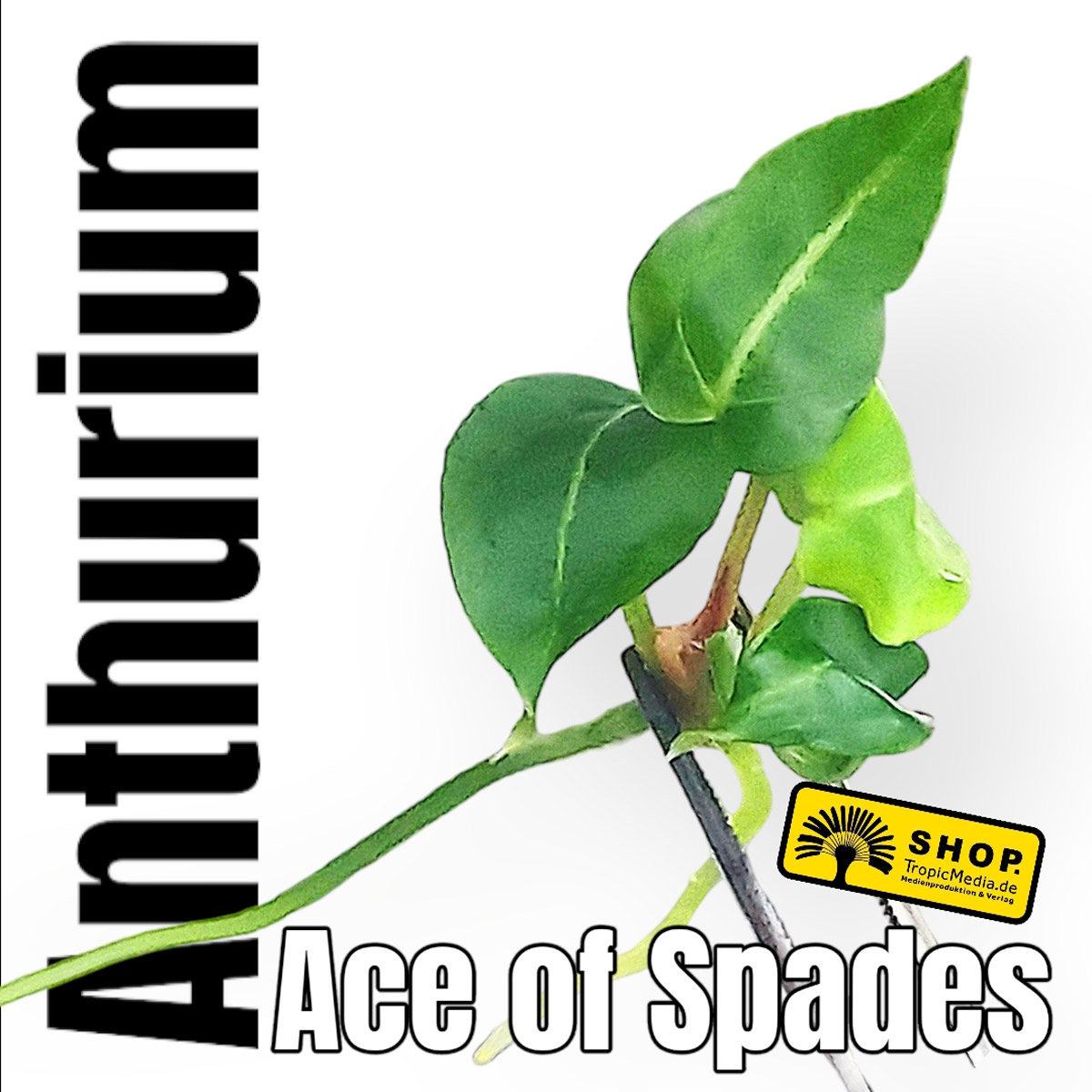 Anthurium Ace of Spades Tissue Culture (TC)
