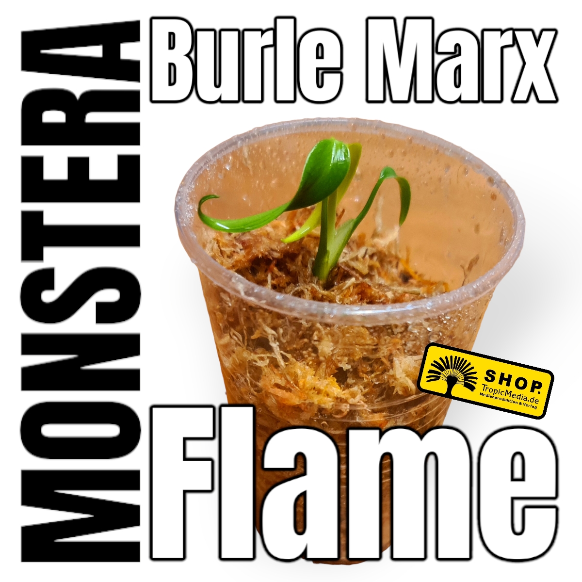 Monstera Burle Marx Flame