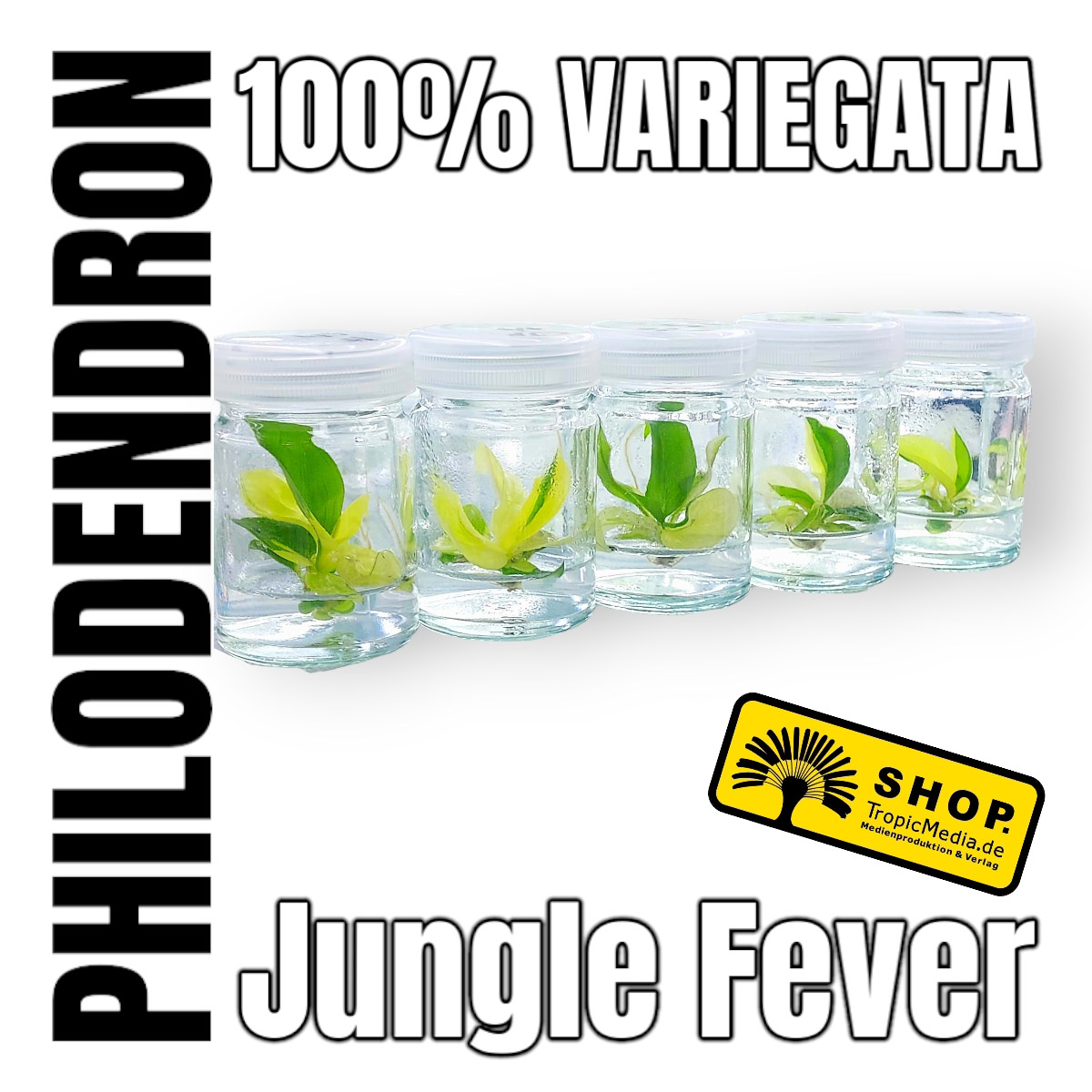 Philodendron Jungle Fever 100% Variegata Tissue Culture (TC)