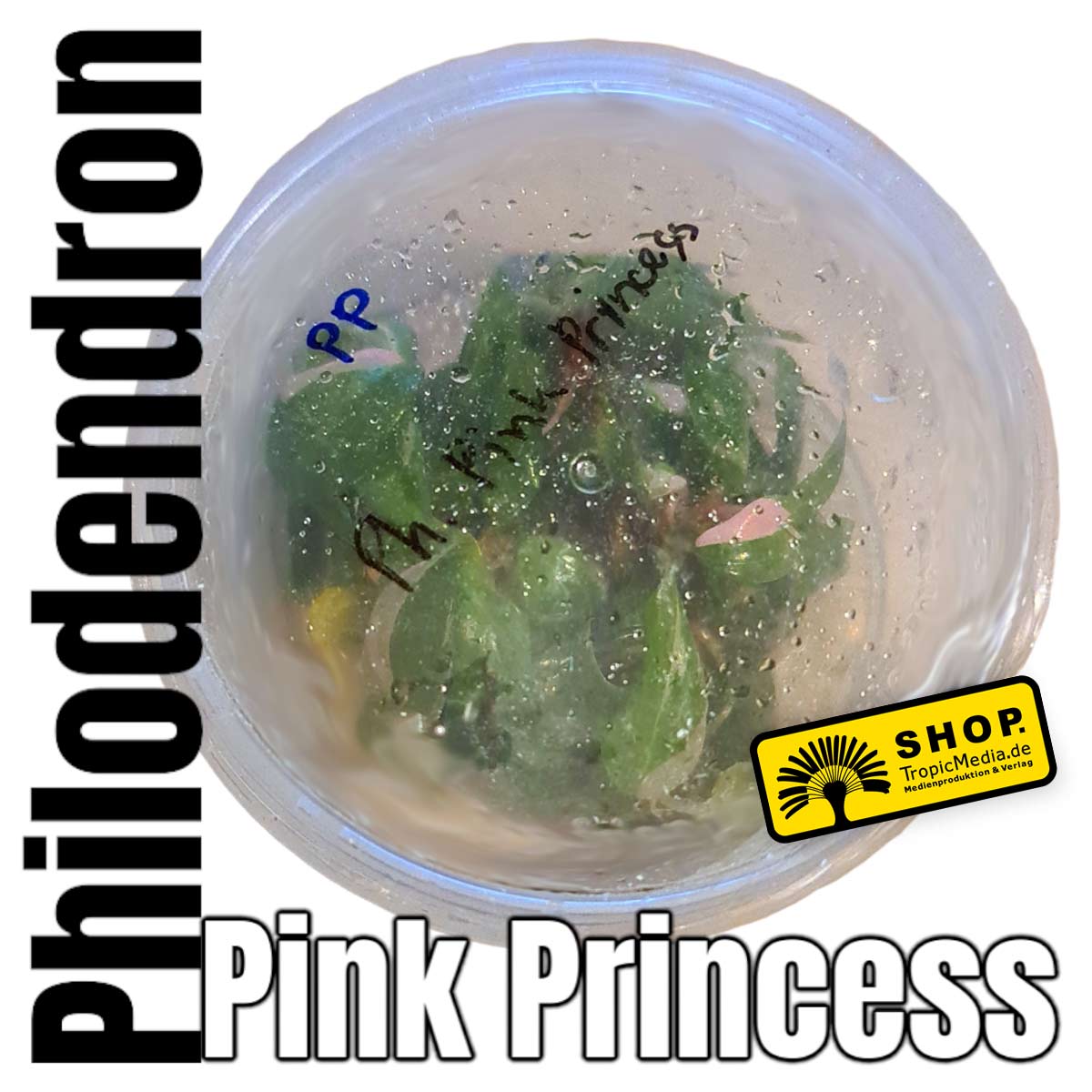 Philodendron Pink Princess Tissue Culture (TC)