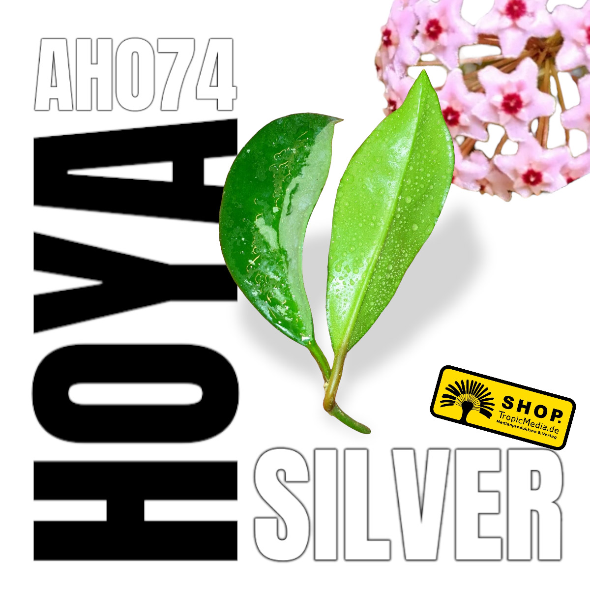 Hoya cv. AH074 Silver