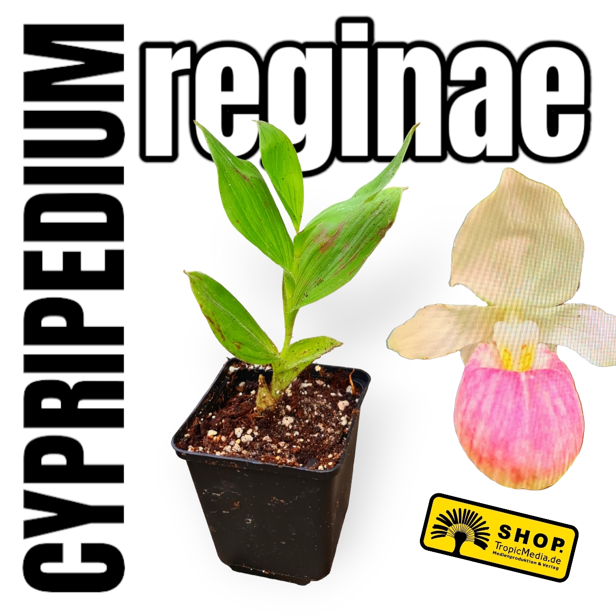 Königin-Frauenschuh Cypripedium reginae
