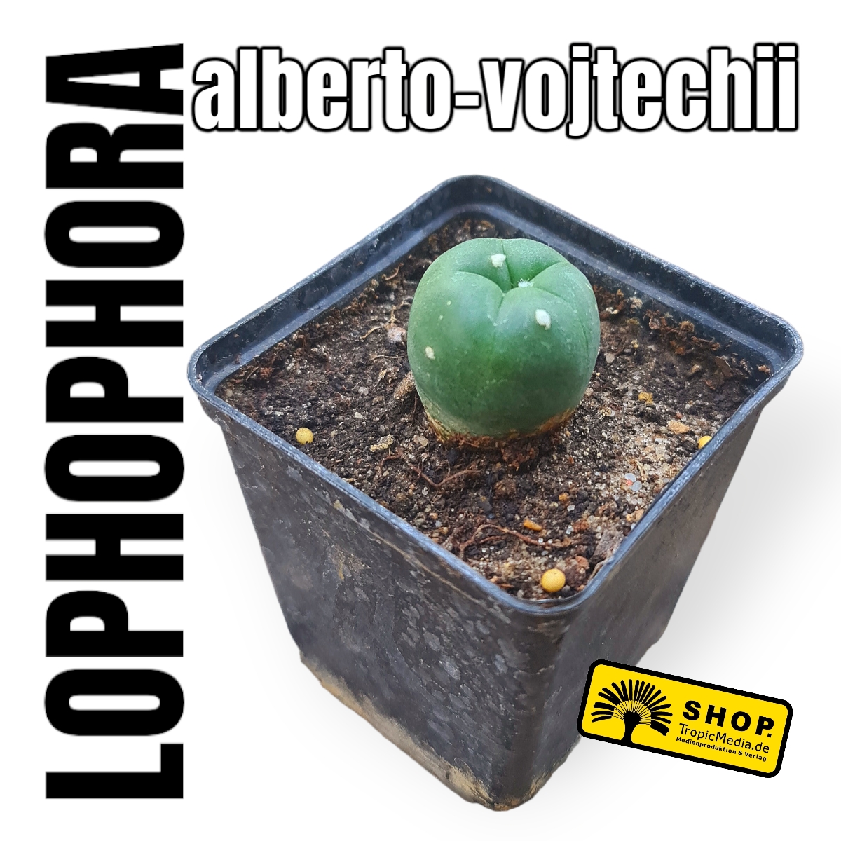 Lophophora alberto-voitechii