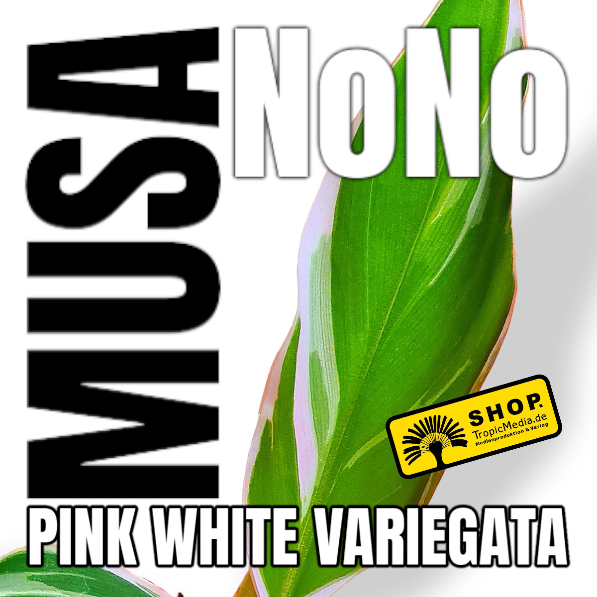 Musa NoNo PINK WHITE Variegata Tissue Culture (TC)