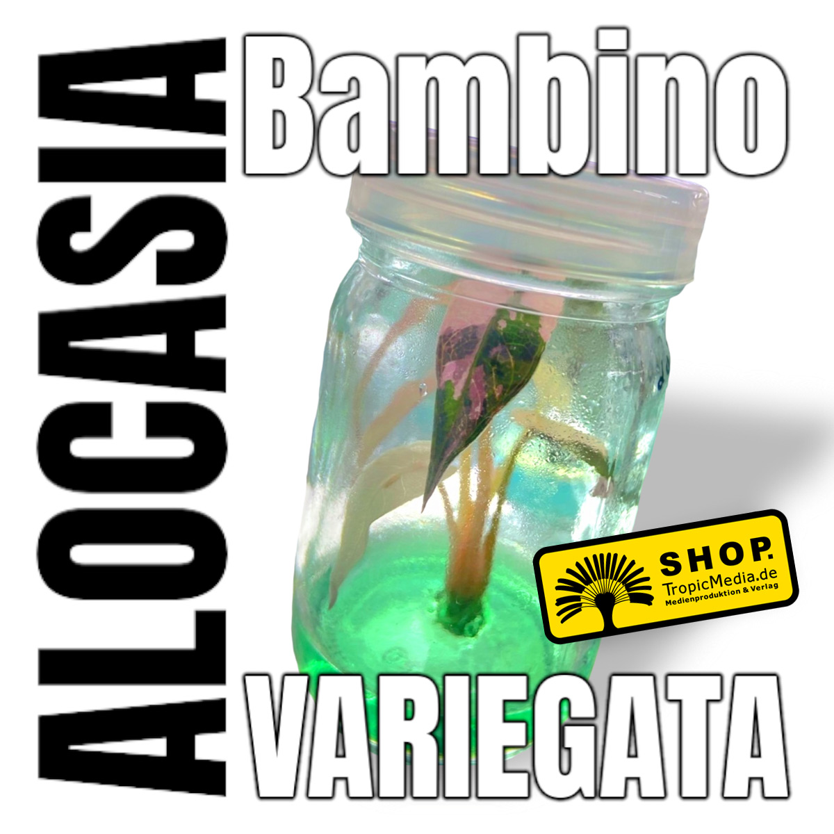 Alocasia sanderiana 'Bambino' Variegata Tissue Culture (TC) selten