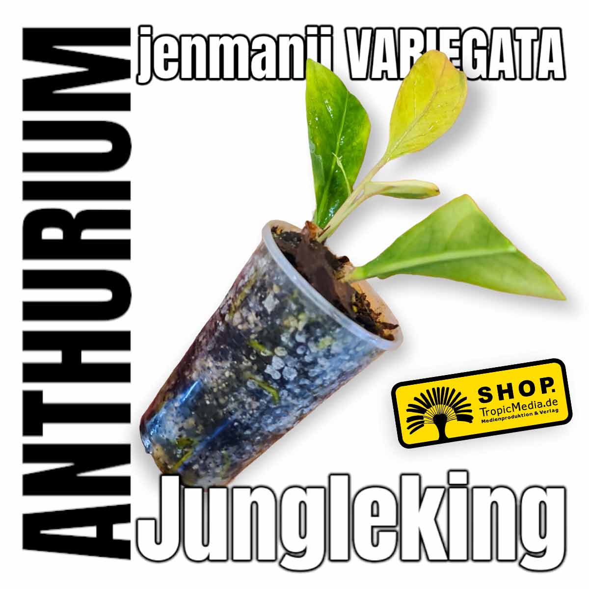 Anthurium jenmanii 100% Variegata aka Jungle King