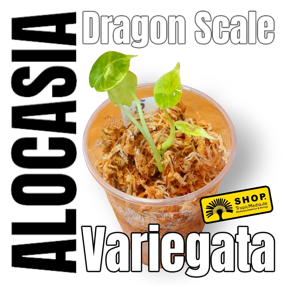  Alocasia Dragon Scale 100% Variegata