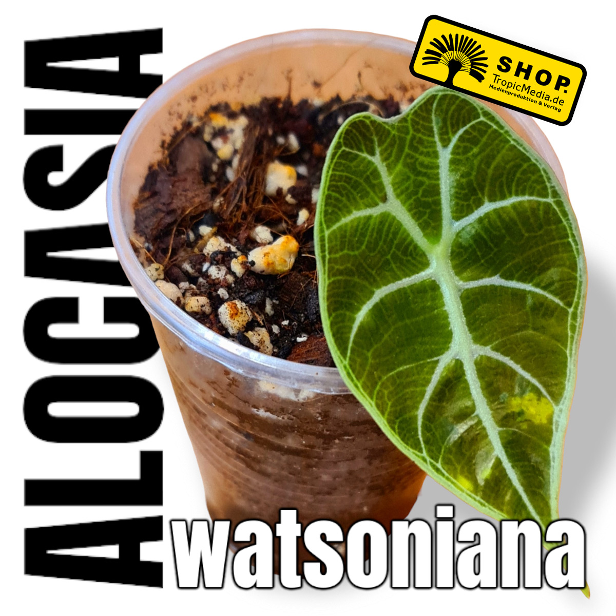Alocasia longiloba aka watsoniana
