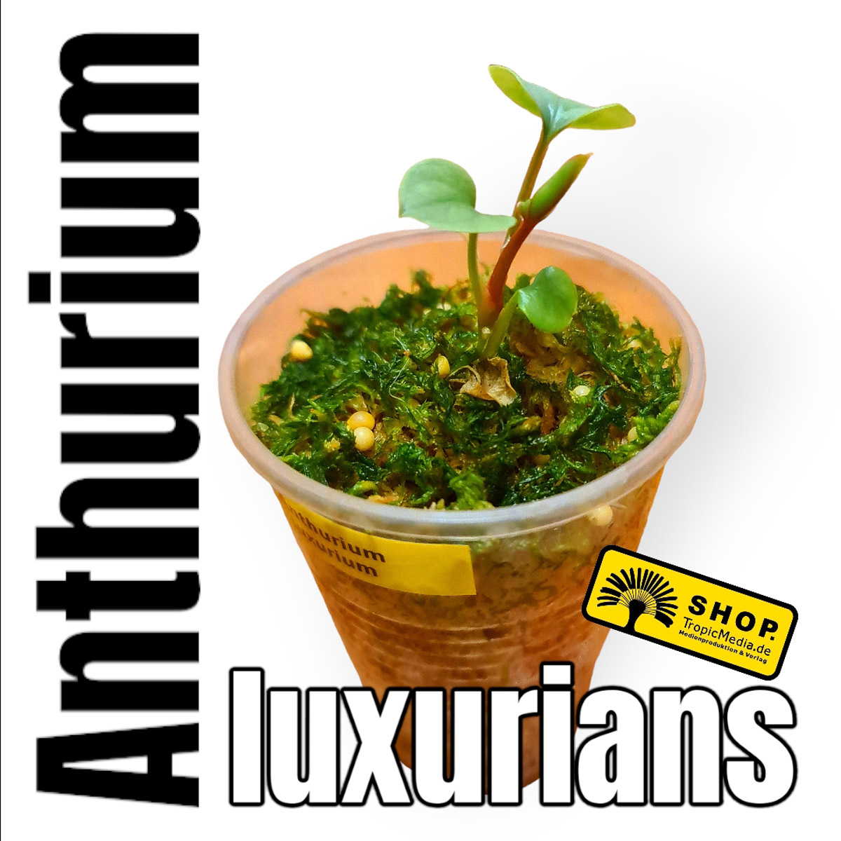 Anthurium luxurians