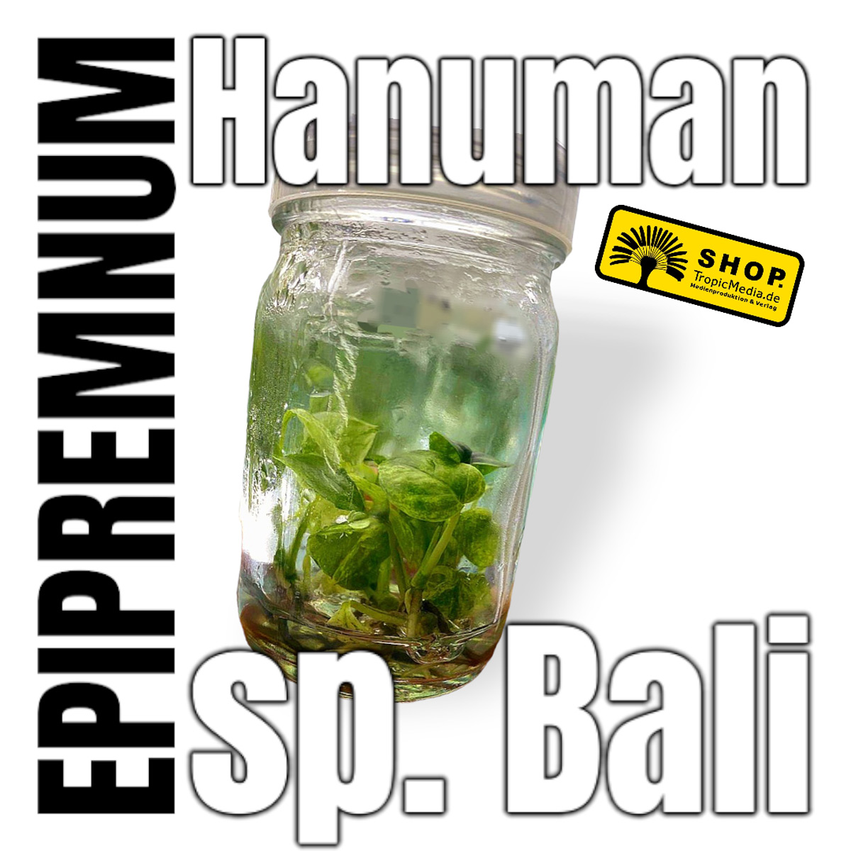 Epipremnum Hanoman sp. Bali Tissue Culture (TC)