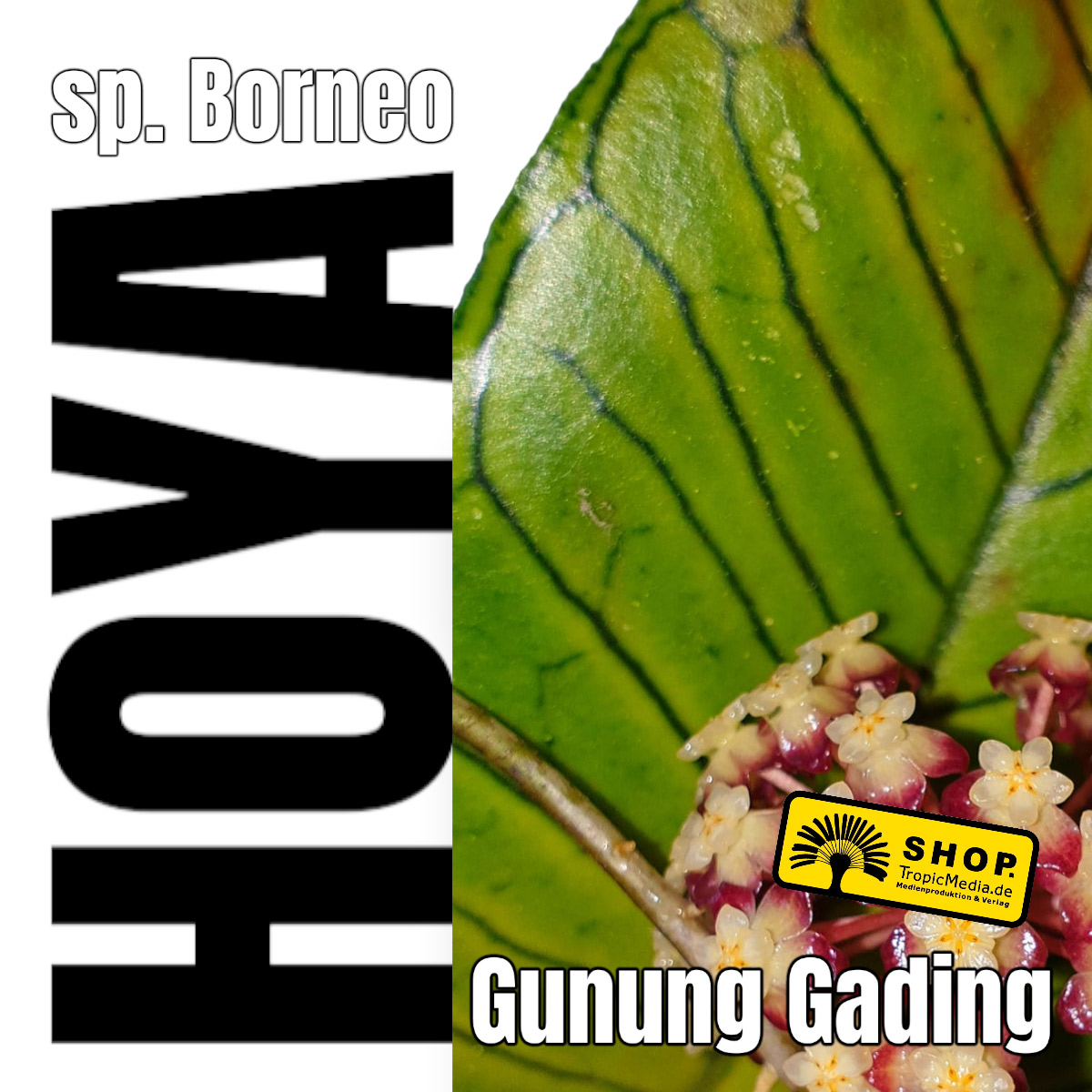 Hoya sp. Gunung Gading SARAWAK