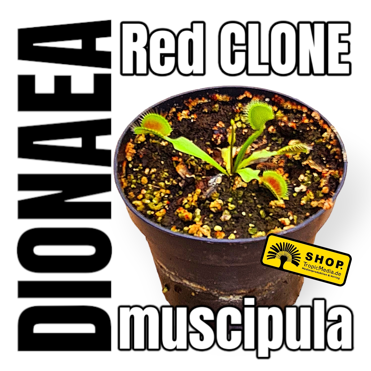 Dionaea muscipula - Venusfliegenfalle - Fleischfressende Pflanze