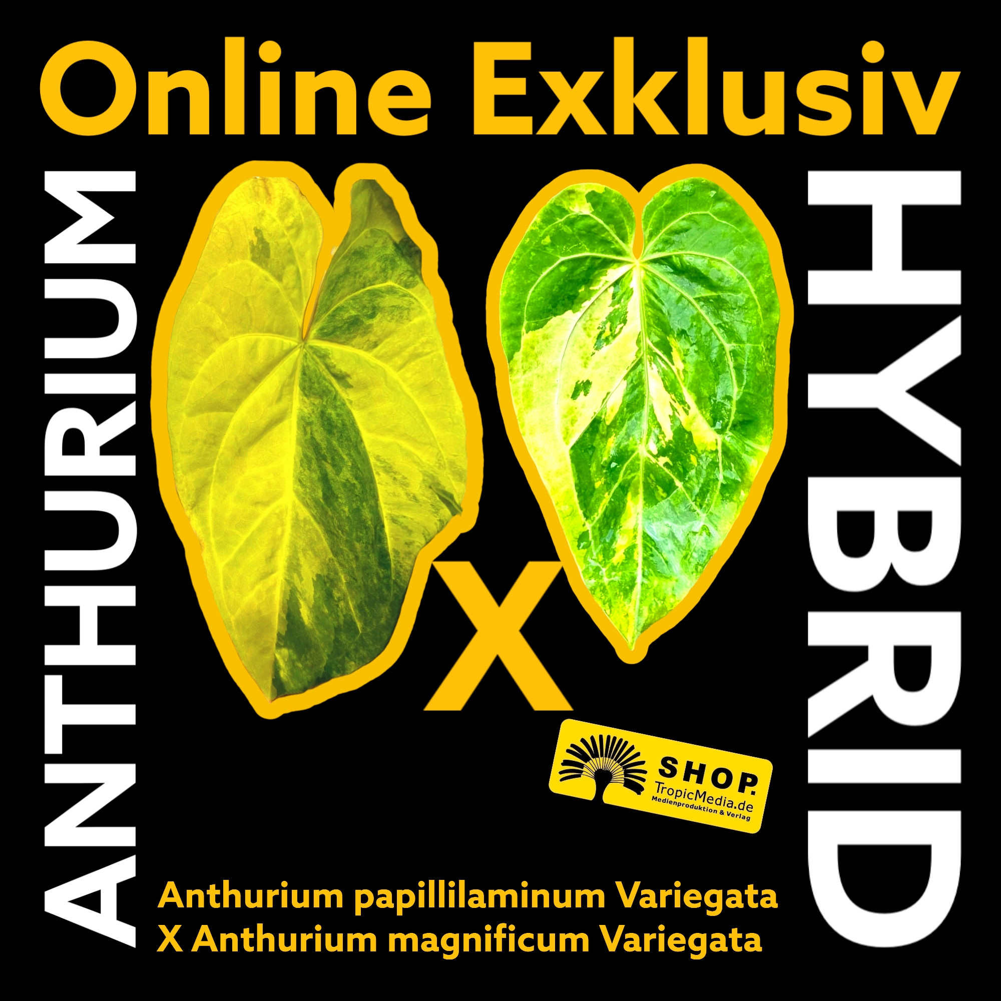 Anthurium papillilaminum Variegata X Anthurium magnificum Variegata EXQUISITE Kreuzung erstmals in Europa