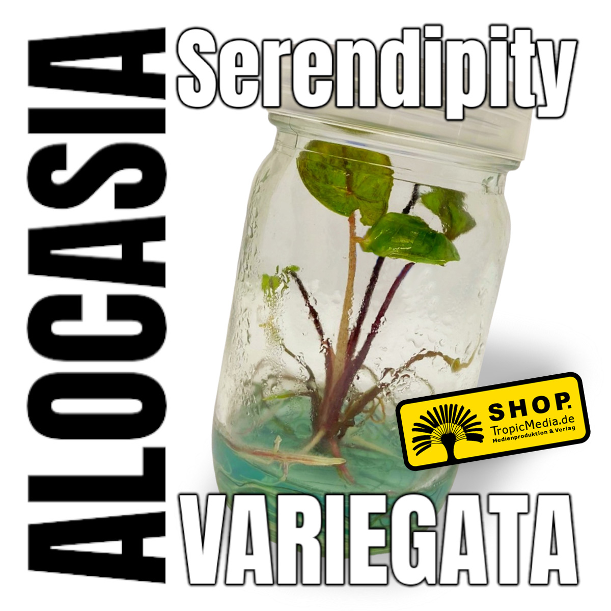 Alocasia Serendipity Variegata Tissue Culture (TC) selten