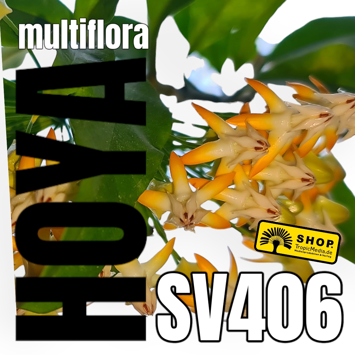 Hoya multiflora SV406