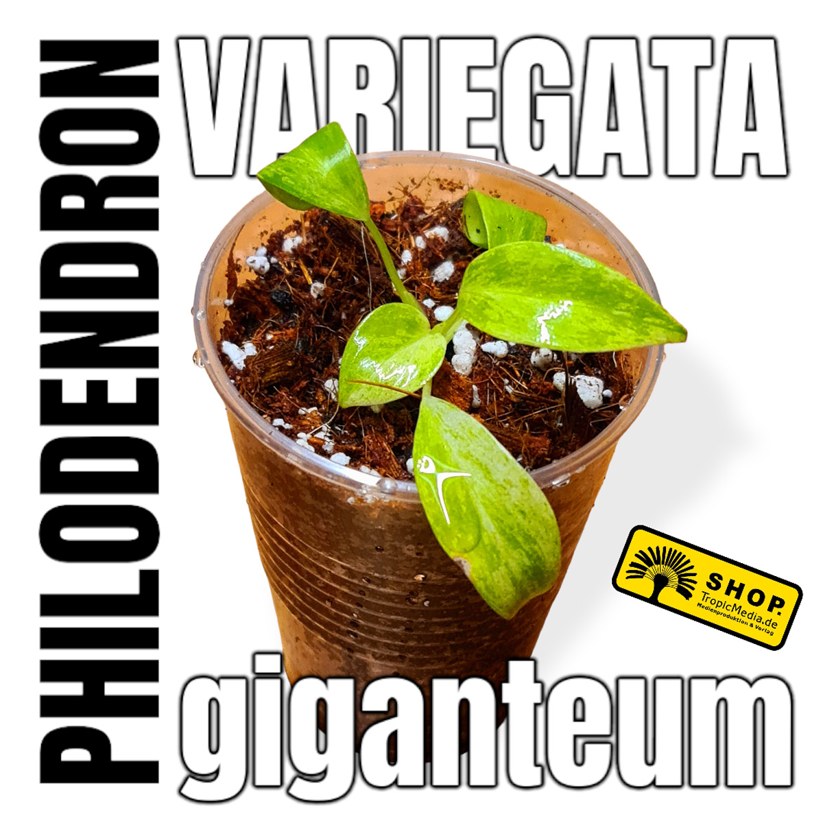 Philodendron giganteum 100% Variegata