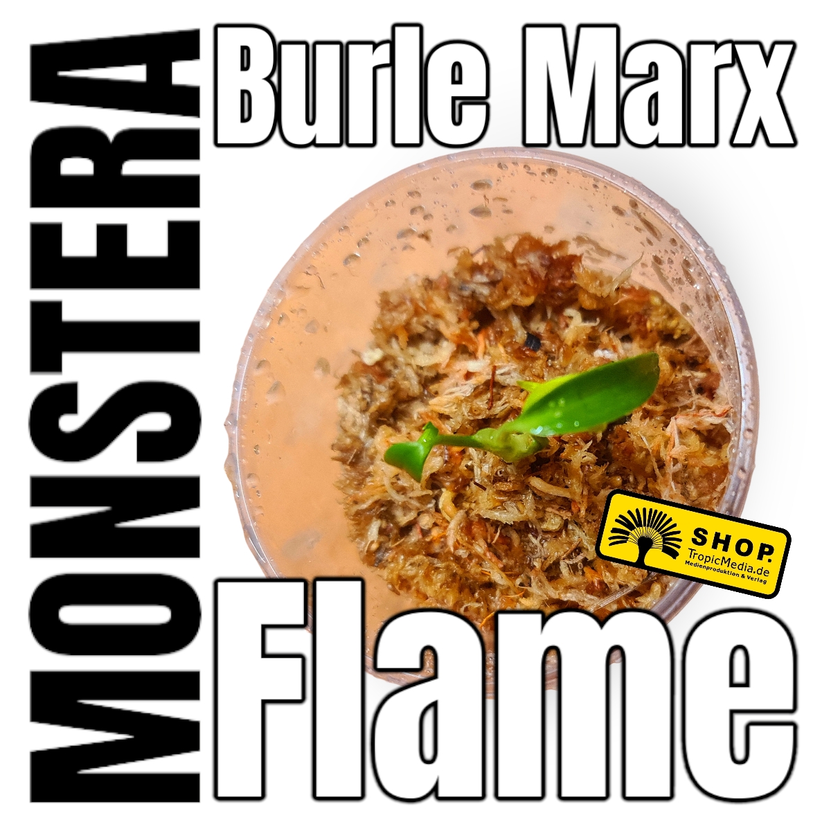Monstera Burle Marx Flame