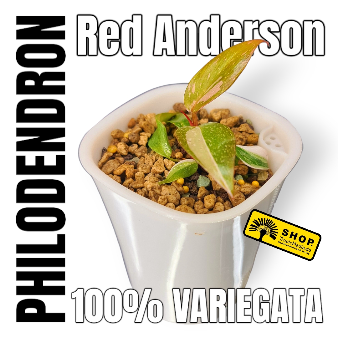 Philodendron Red Anderson 100% Variegata