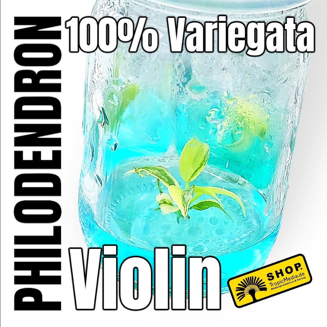 Philodendron Violin 100% Variegata Tissue Culture (TC)