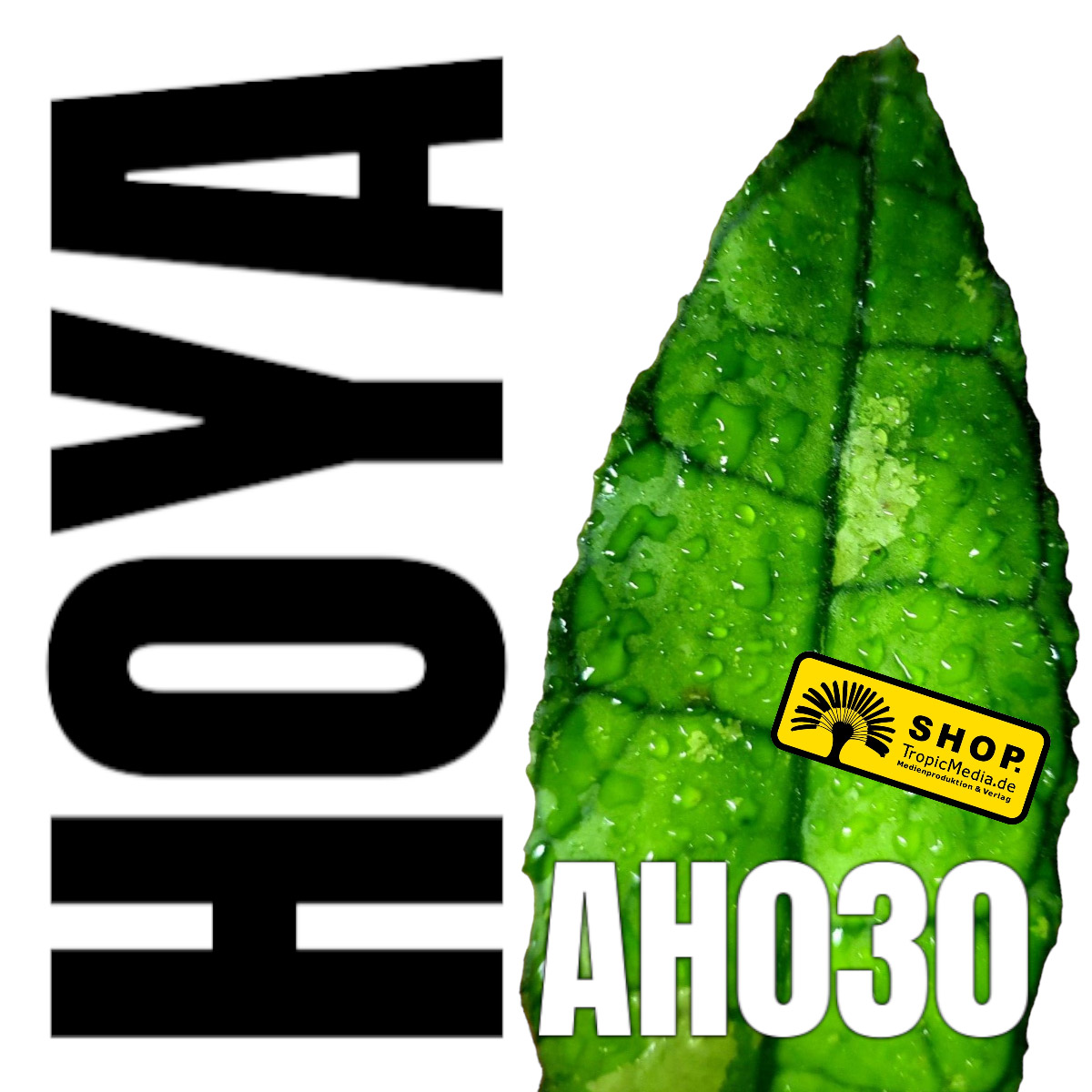 Hoya cv. AH030