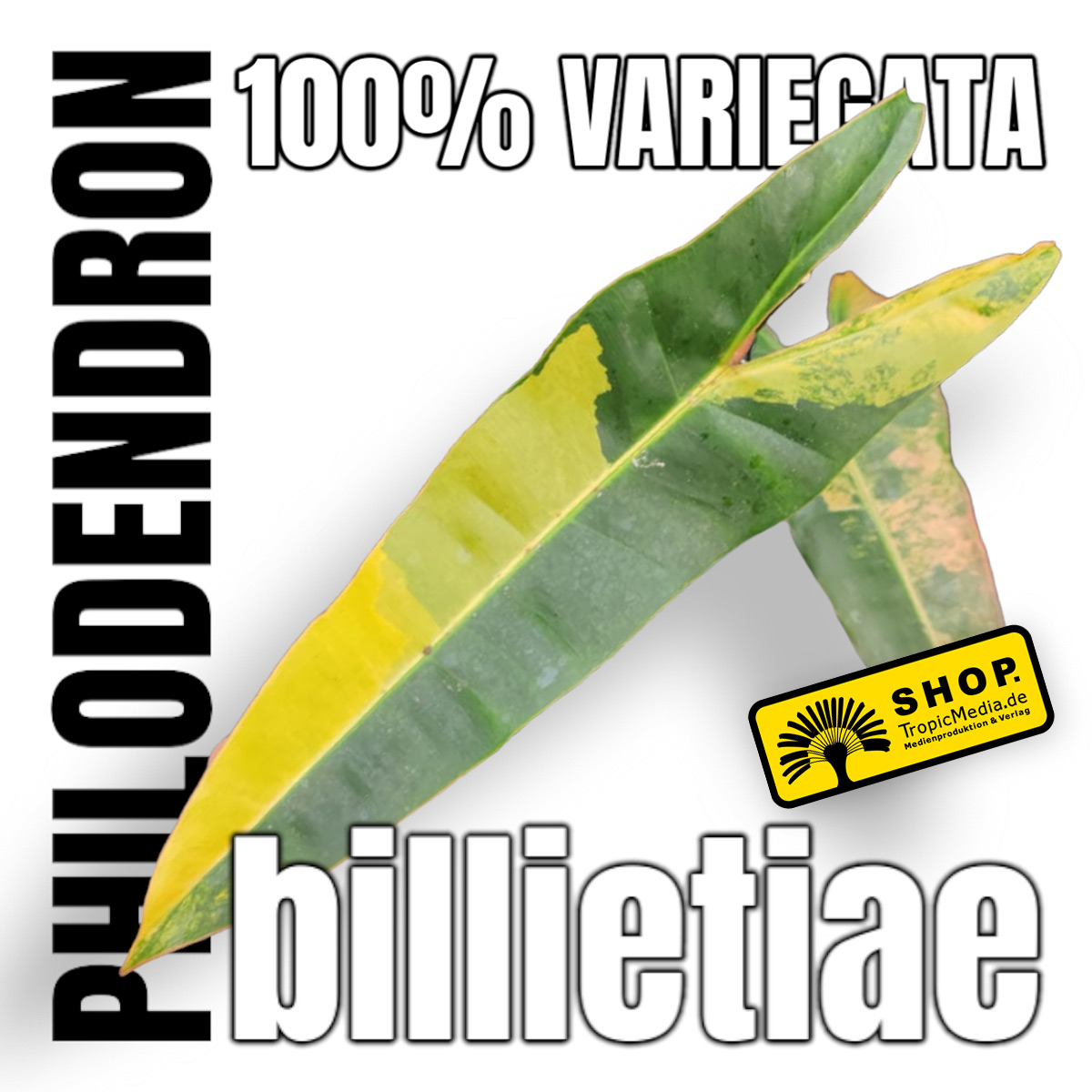 Philodendron billietiae 100% Variegata Tissue Culture (TC)