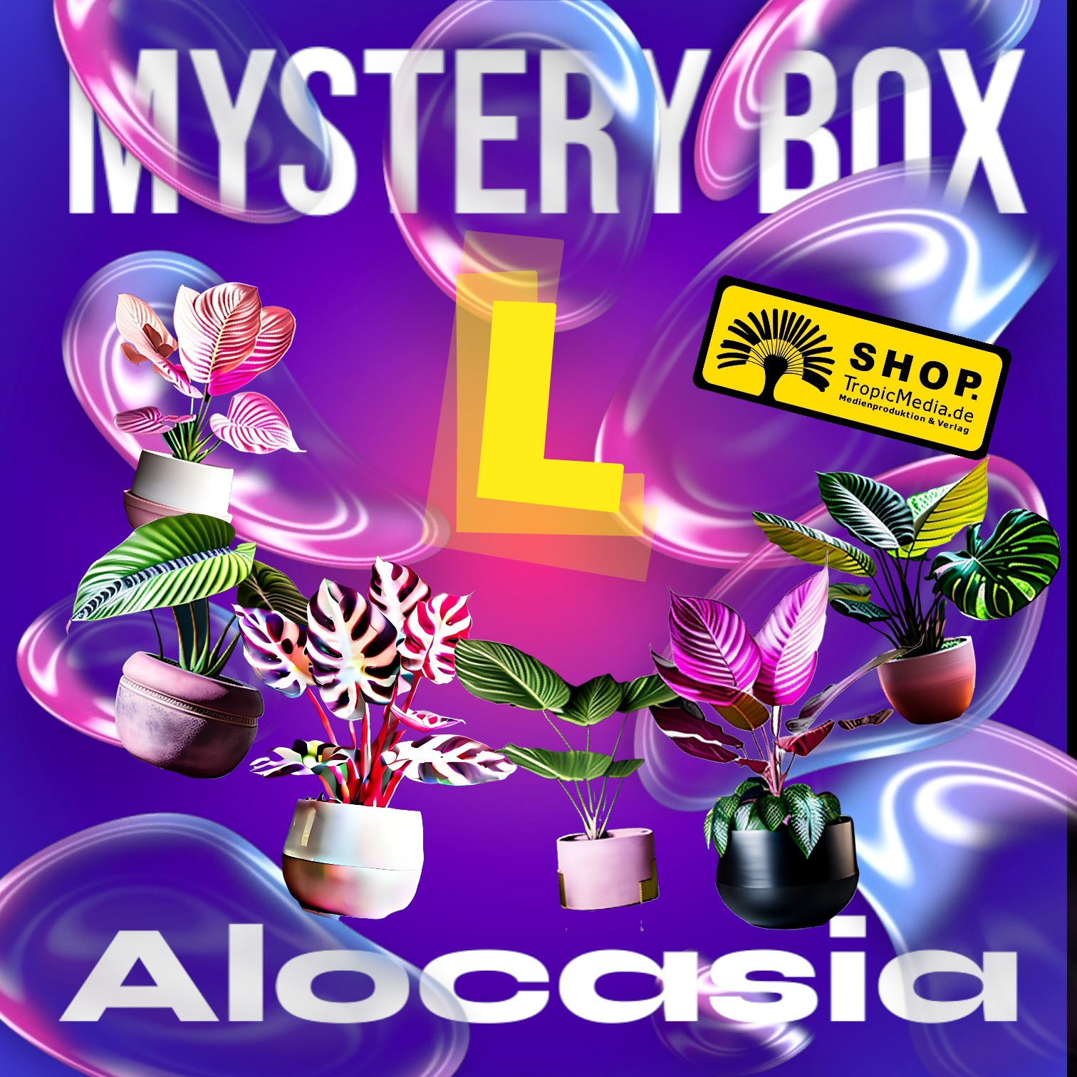 Alocasia Mystery Box