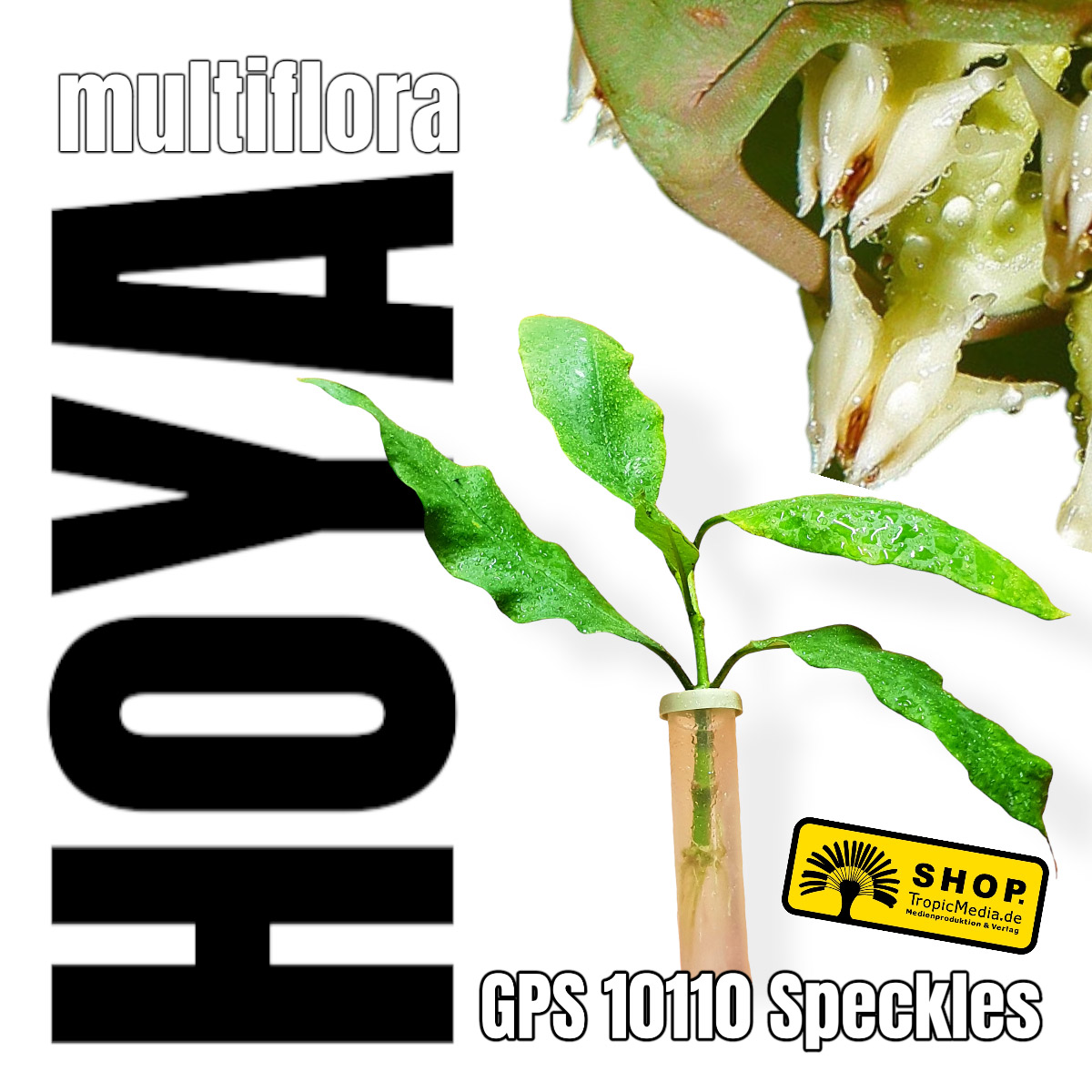 Hoya multiflora GPS 10110 SPECKLES