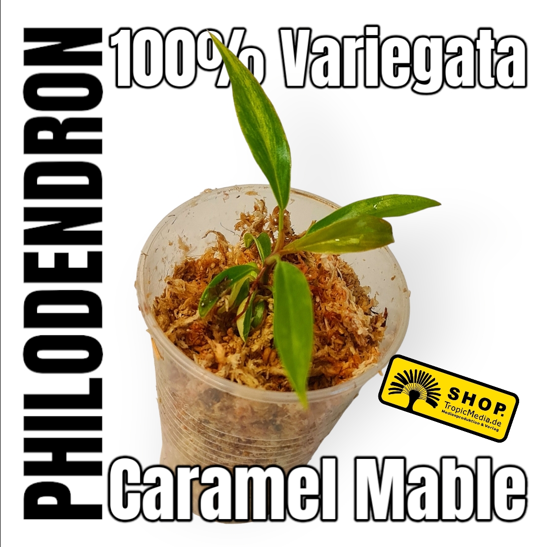 Philodendron Caramel Marble 100% Variegata