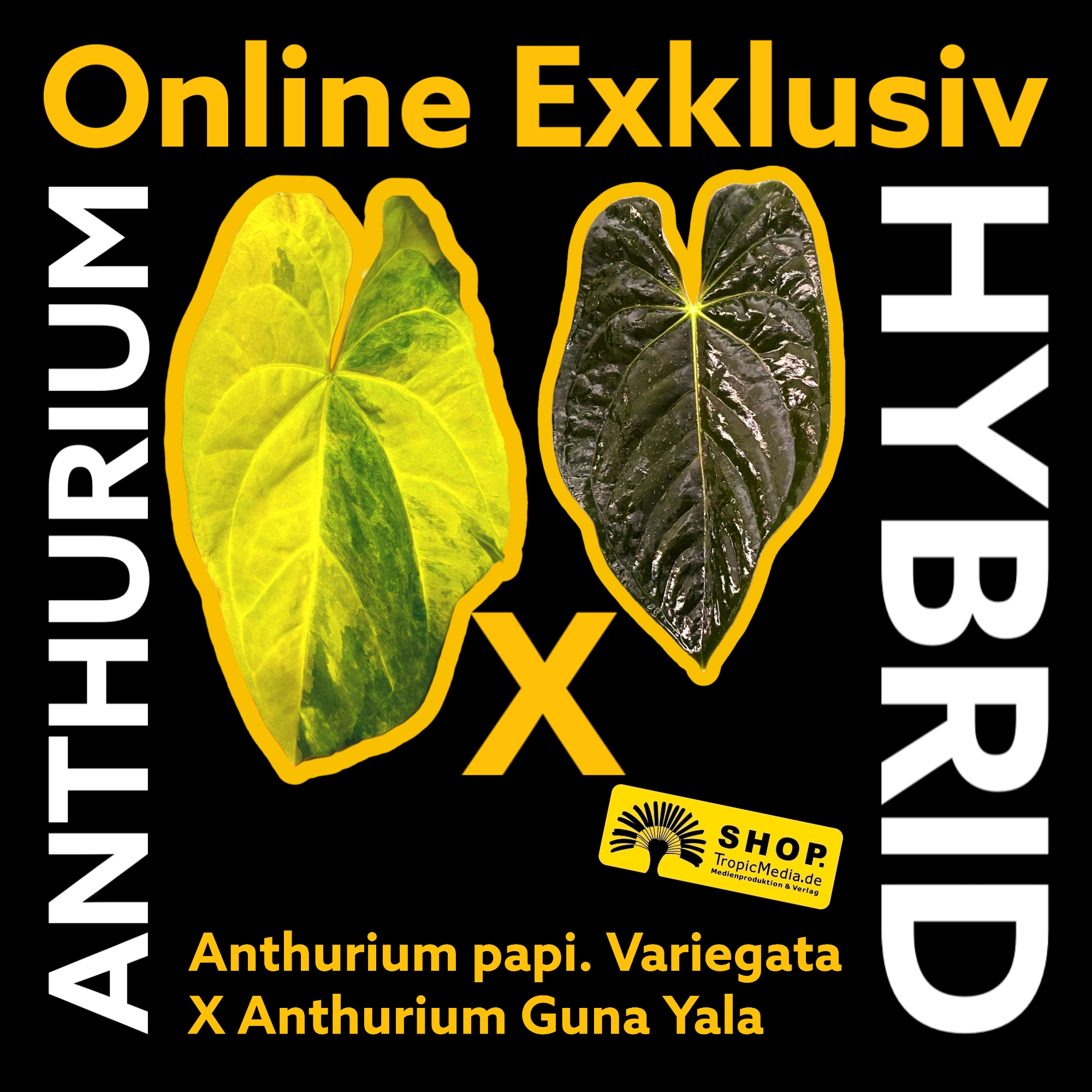 Anthurium papillilaminum Variegata X Anthurium Guna Yala EXQUISITE Kreuzung erstmals in Europa