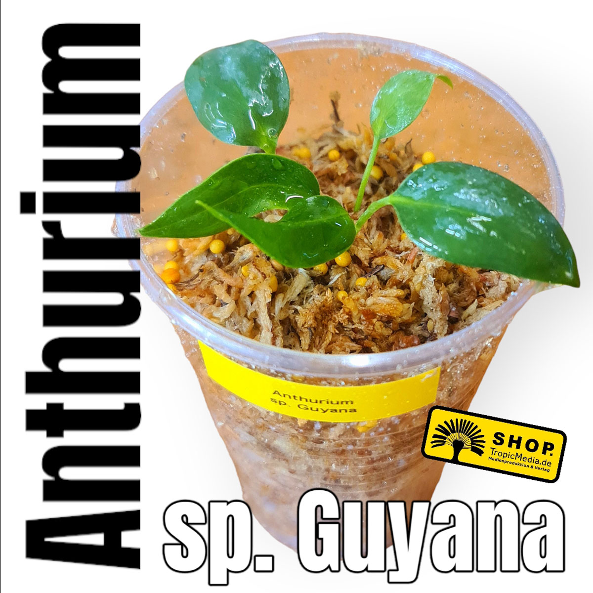 Anthurium sp. Guyana Exklusiv