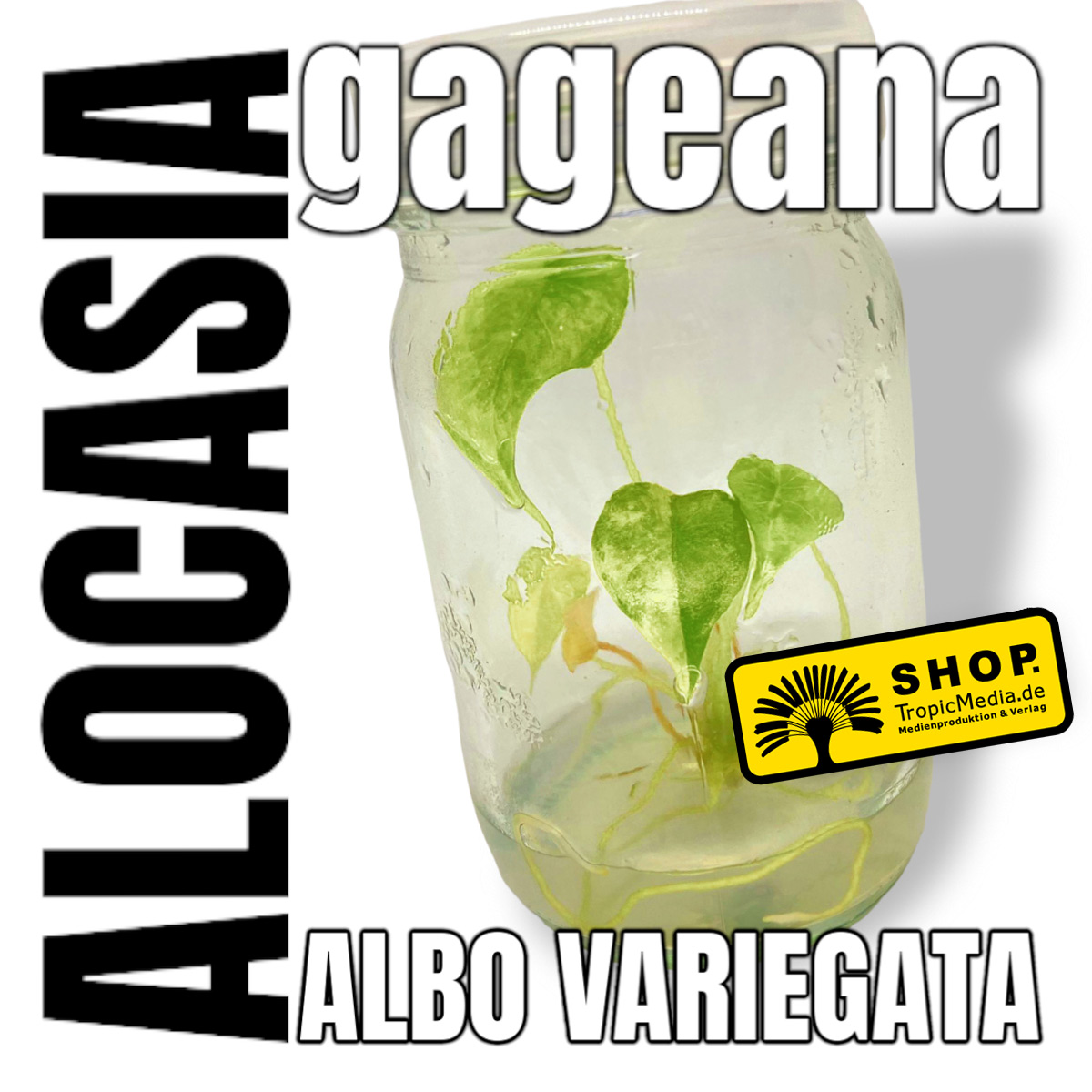 Alocasia gageana Albo Variegata Tissue Culture (TC) selten